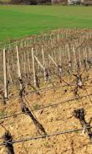 TRISTO VINARIJA DOOEL Photos