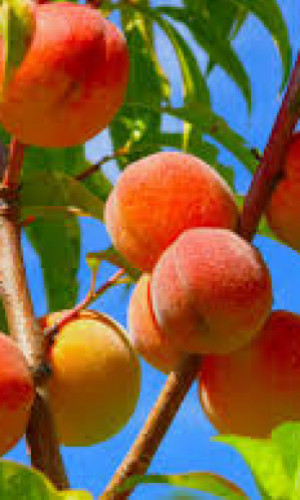 Ruz-Export Photos
