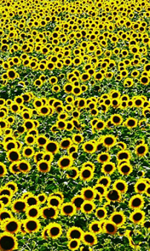San Flover Int. Photos