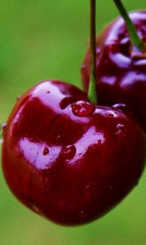 cherry Photos