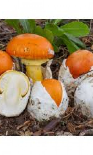 Amanita caesarea Photos