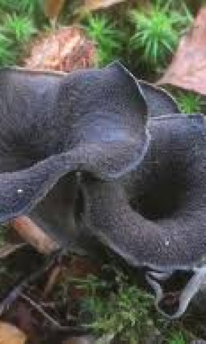 CRATERELLUS CORNUCOPIOIDES Photos